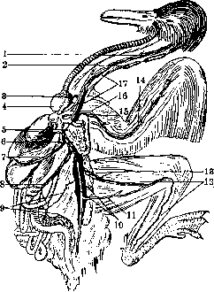 Lymphatic System (a1605): figure 7 from the 1928–1936 encyclopedia article
