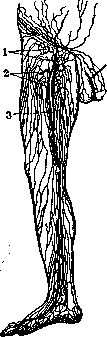 Lymphatic System (LYMPHATIC SYSTEM): figure 3 from the 1928–1936 encyclopedia article