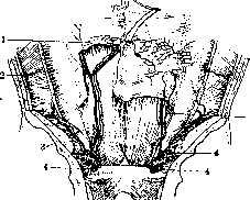 Lymphatic System (LYMPHATIC SYSTEM): figure 5 from the 1928–1936 encyclopedia article