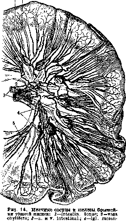 Lymphatic System (LYMPHATIC SYSTEM): figure 2 from the 1928–1936 encyclopedia article