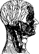 Lymphatic System (LYMPHATIC SYSTEM): figure 9 from the 1928–1936 encyclopedia article