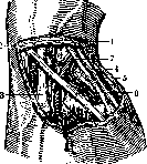 Radiocarpal Joint: figure 7 from the 1928–1936 encyclopedia article