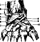 Radiocarpal Joint: figure 3 from the 1928–1936 encyclopedia article