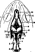 Frog: figure 5 from the 1928–1936 encyclopedia article