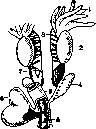 Frog: figure 4 from the 1928–1936 encyclopedia article