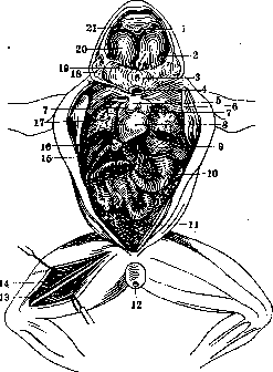 Frog: figure 1 from the 1928–1936 encyclopedia article
