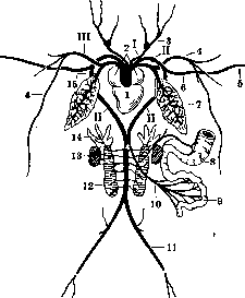 Frog: figure 3 from the 1928–1936 encyclopedia article