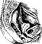 Uterus: figure 1 from the 1928–1936 encyclopedia article