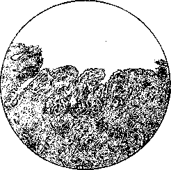 Uterus: figure 7 from the 1928–1936 encyclopedia article