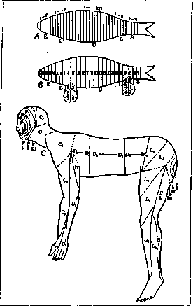 Metamerism: figure 1 from the 1928–1936 encyclopedia article