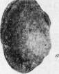 Mechanics of Development: figure 7 from the 1928–1936 encyclopedia article