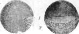 Mechanics of Development: figure 9 from the 1928–1936 encyclopedia article