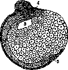 Mechanics of Development: figure 4 from the 1928–1936 encyclopedia article