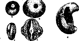 Mechanics of Development: figure 16 from the 1928–1936 encyclopedia article