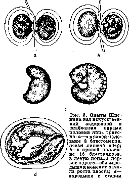 Mechanics of Development: figure 13 from the 1928–1936 encyclopedia article