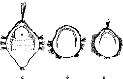 Mechanics of Development: figure 14 from the 1928–1936 encyclopedia article