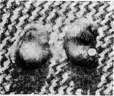 Mechanics of Development: figure 8 from the 1928–1936 encyclopedia article