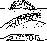 Myiasis (myiasis): figure 8 from the 1928–1936 encyclopedia article