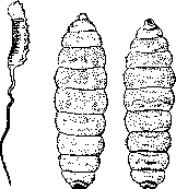 Myiasis (myiasis): figure 1 from the 1928–1936 encyclopedia article
