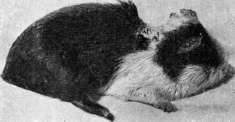 Myiasis (myiasis): figure 4 from the 1928–1936 encyclopedia article