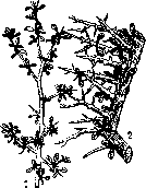 Myrrh: figure 1 from the 1928–1936 encyclopedia article