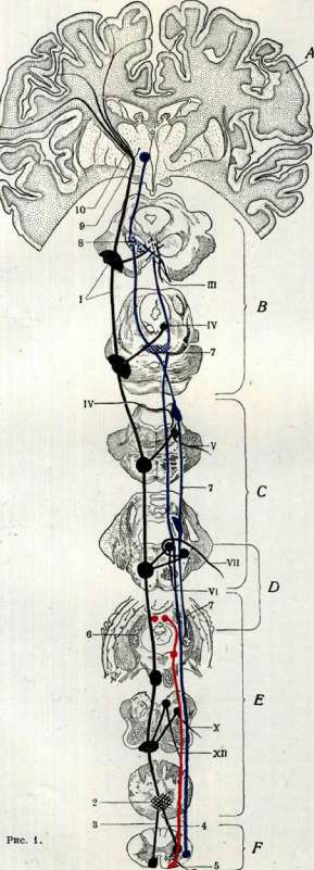 Juniper Berries: figure 1 from the 1928–1936 encyclopedia article