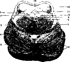 Cerebral Peduncles: figure 2 from the 1928–1936 encyclopedia article
