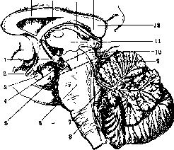 Cerebral Peduncles: figure 3 from the 1928–1936 encyclopedia article