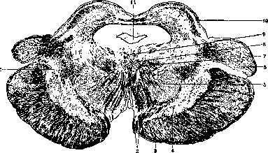 Cerebral Peduncles: figure 1 from the 1928–1936 encyclopedia article