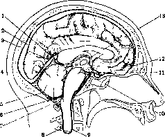 Meninges: figure 1 from the 1928–1936 encyclopedia article