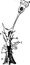 Cerebellopontine Angle: figure 8 from the 1928–1936 encyclopedia article