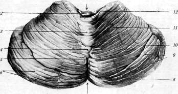 Cerebellopontine Angle: figure 19 from the 1928–1936 encyclopedia article