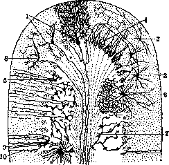 Cerebellopontine Angle: figure 18 from the 1928–1936 encyclopedia article