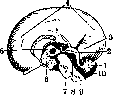 Cerebellopontine Angle: figure 16 from the 1928–1936 encyclopedia article