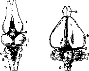 Cerebellopontine Angle: figure 11 from the 1928–1936 encyclopedia article