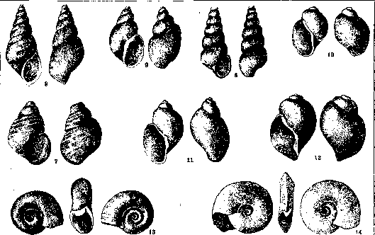 Mollusks: figure 2 from the 1928–1936 encyclopedia article