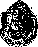 Mollusks: figure 3 from the 1928–1936 encyclopedia article