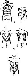 Muscular System: figure 15 from the 1928–1936 encyclopedia article