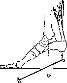 Muscular System: figure 6 from the 1928–1936 encyclopedia article