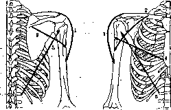 Muscular System: figure 18 from the 1928–1936 encyclopedia article