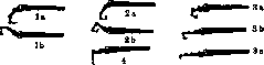 Muscular System: figure 22 from the 1928–1936 encyclopedia article