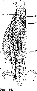 Muscular System: figure 14 from the 1928–1936 encyclopedia article