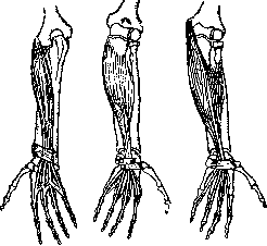 Muscular System: figure 21 from the 1928–1936 encyclopedia article