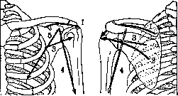 Muscular System: figure 19 from the 1928–1936 encyclopedia article