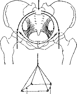 Muscular System: figure 23 from the 1928–1936 encyclopedia article