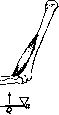 Muscular System: figure 7 from the 1928–1936 encyclopedia article