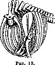 Muscular System: figure 16 from the 1928–1936 encyclopedia article