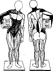 Muscular System: figure 25 from the 1928–1936 encyclopedia article
