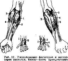 Muscular System: figure 20 from the 1928–1936 encyclopedia article