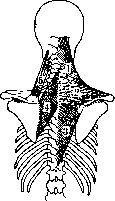 Muscular System: figure 17 from the 1928–1936 encyclopedia article